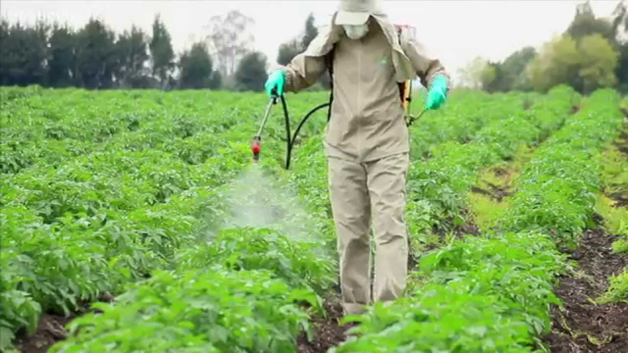 Why Is Glyphosate Still Being Sold in India Despite WHO Cancer Concerns? Risks to Farmers Under Scrutiny