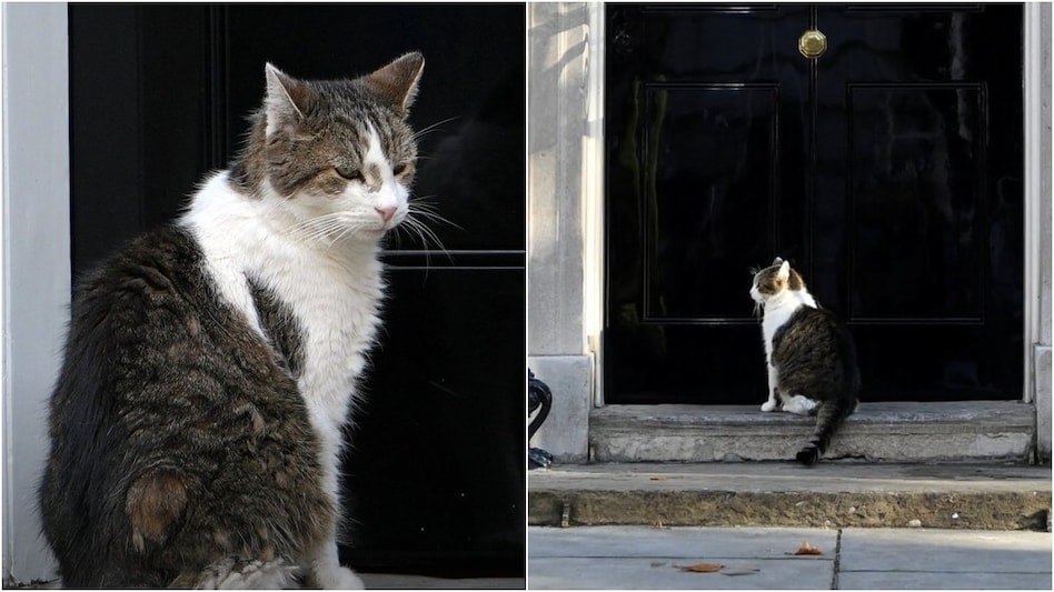 Why Britain’s Famous Larry the Cat Trends Every Time a Prime Minister Changes