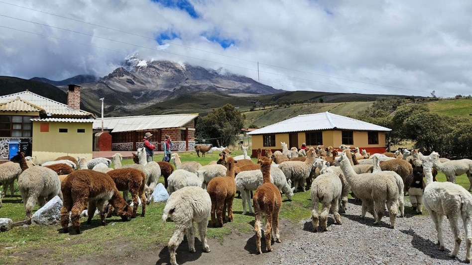 The Closest Place to the Sun on Earth? Life on Ecuador's Mount Chimborazo Defies Nature
