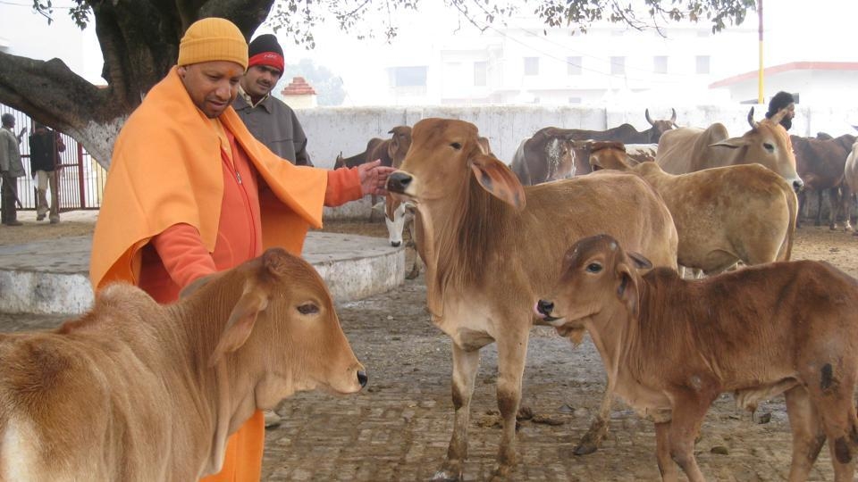 Uttar Pradesh’s Cow Urine Purchase Scheme Raises Questions Over Preparation and Long-Term Viability