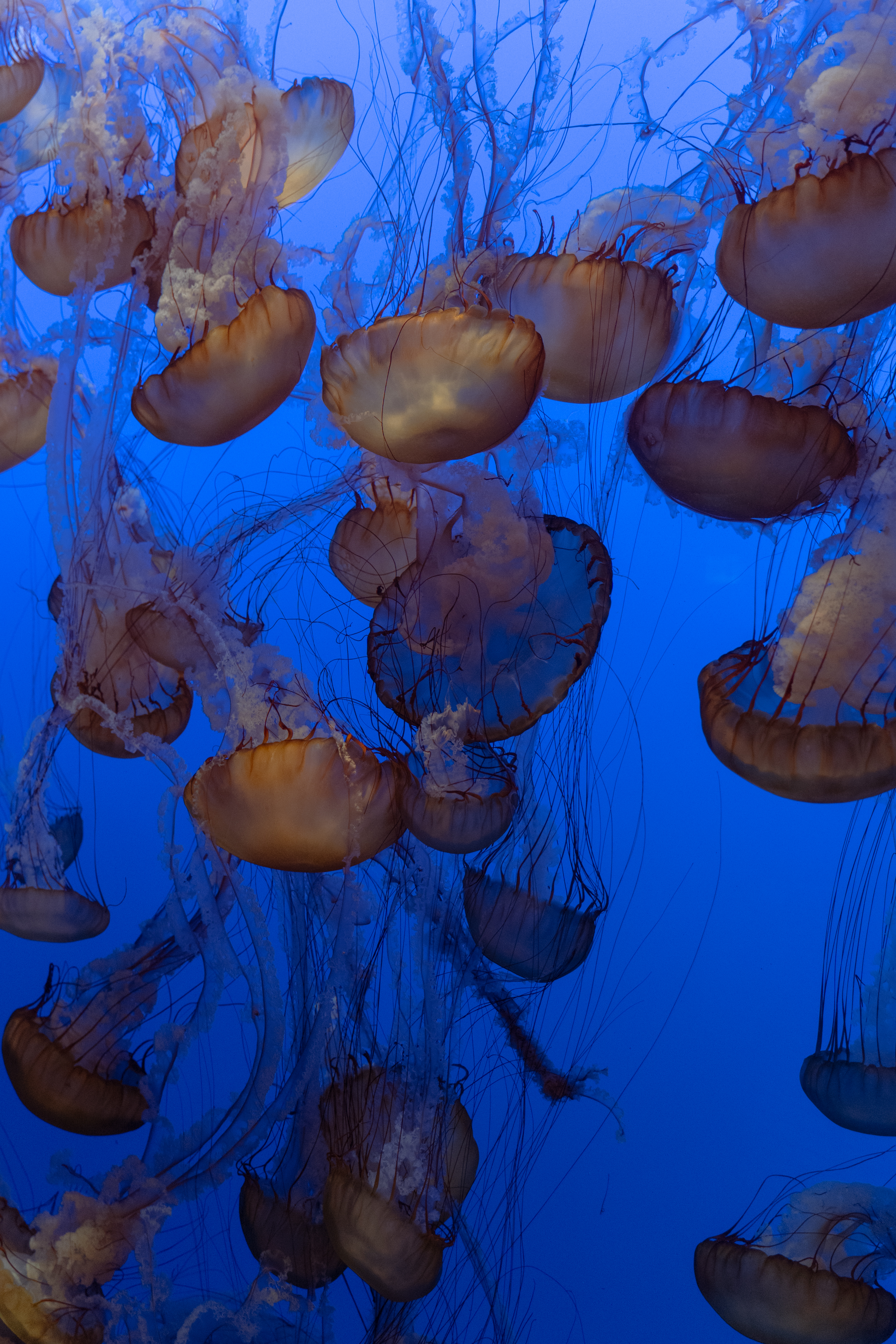 Floating Jellyfish Swarm